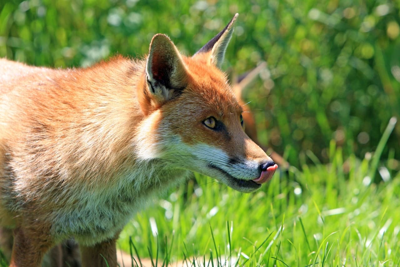 goupil animal langue manger lécher babines nature
