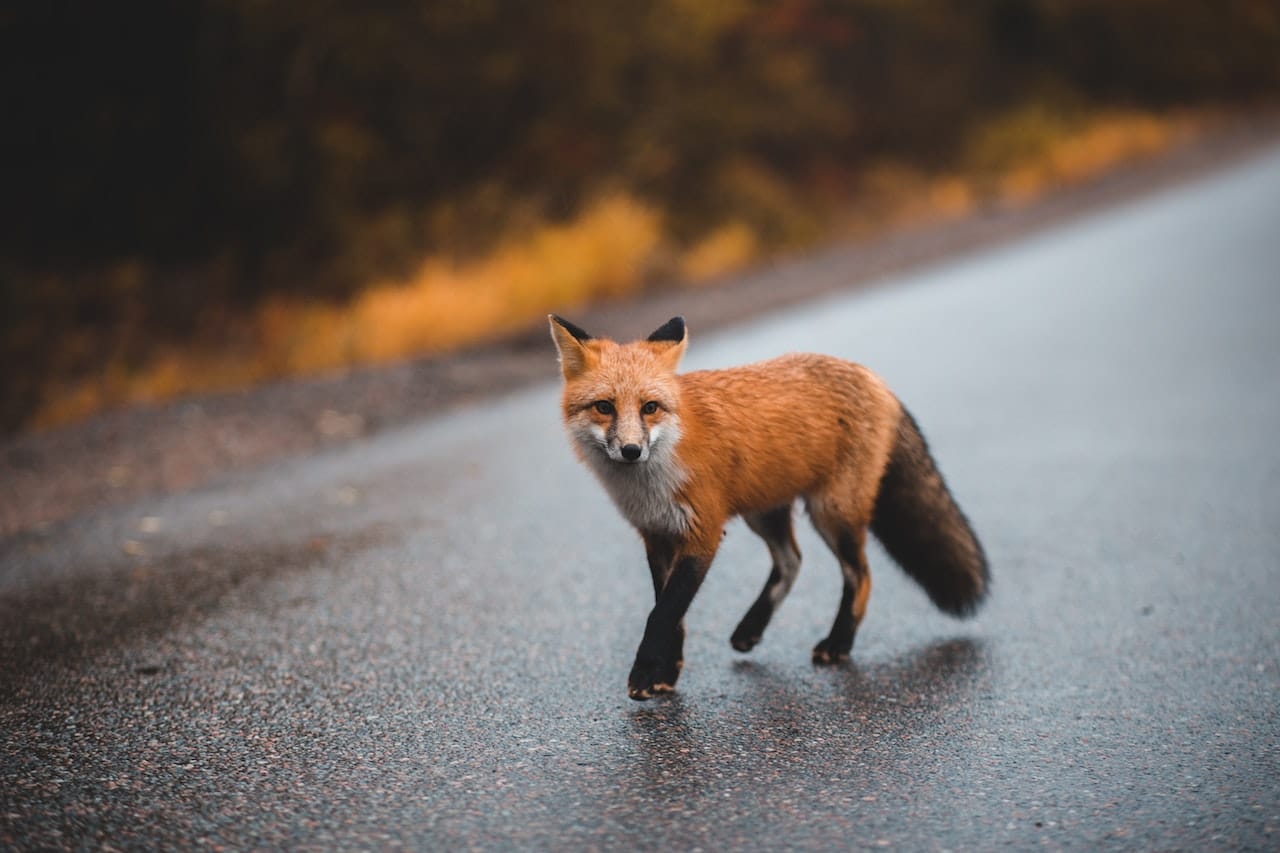 renard roux route animal sauvage mammifère