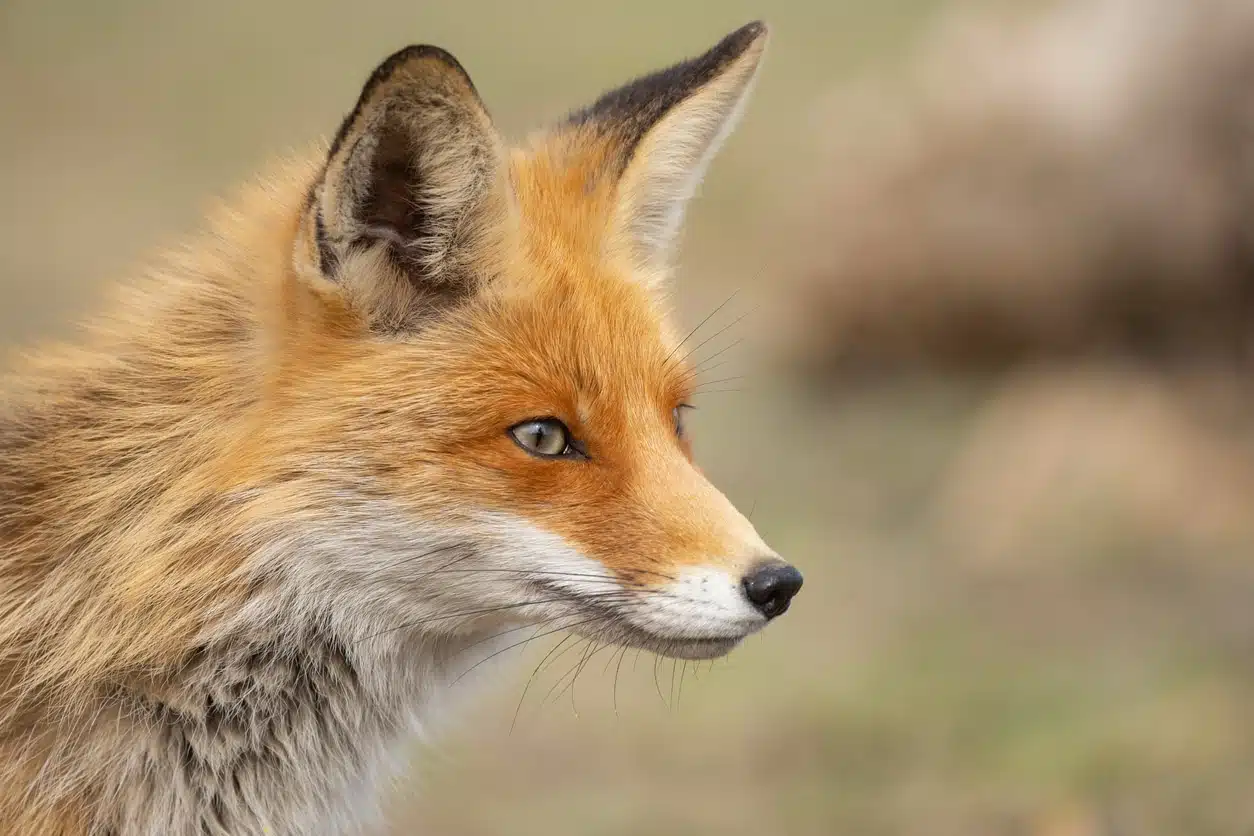 Le renard, un canidé indubitablement rusé