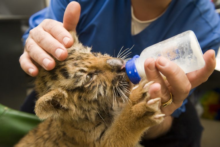 bébé tigre donner biberon lait sauver animal sauvage savane
