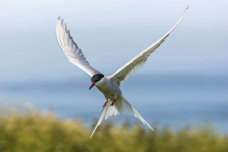 sterne arctique oiseau marin proche mouette voler ailes