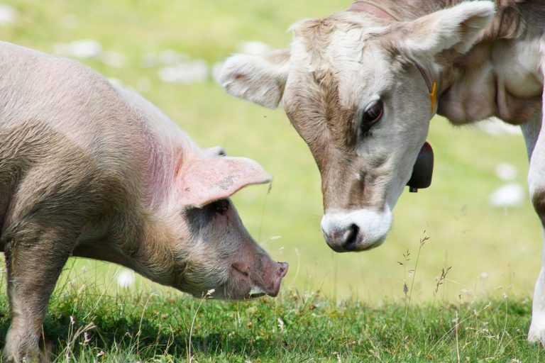 vache cochon animaux spécisme espèces animales antispécisme
