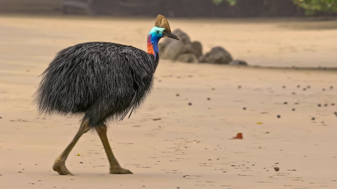 casoar oiseau grande taille marcher voler