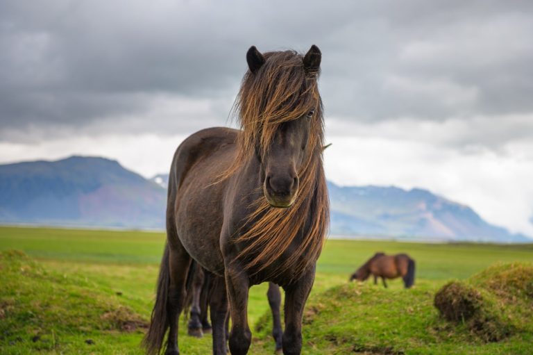 cheval islandais poney Islande nature sauvage montagne