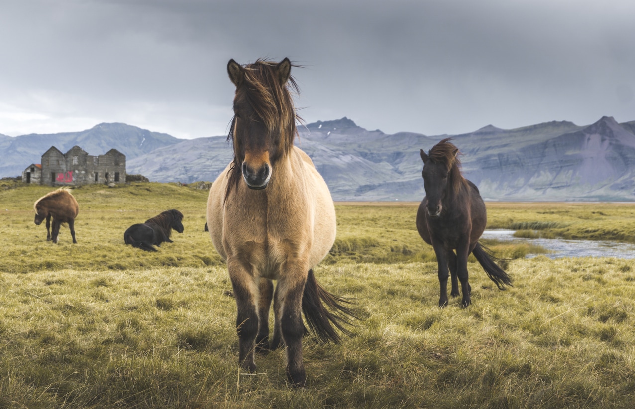 chevaux islandais sauvages Islande montagne