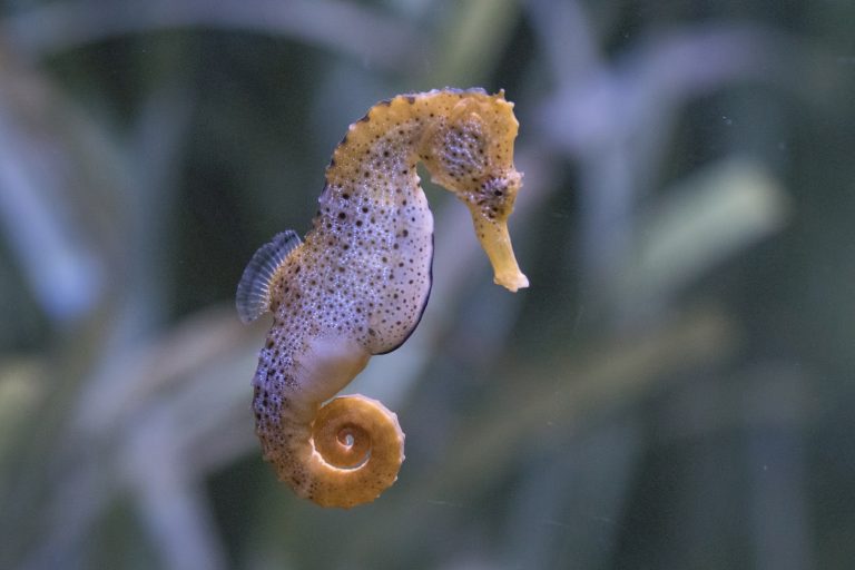 hippocampe portrait cheval des mers animal marin poisson
