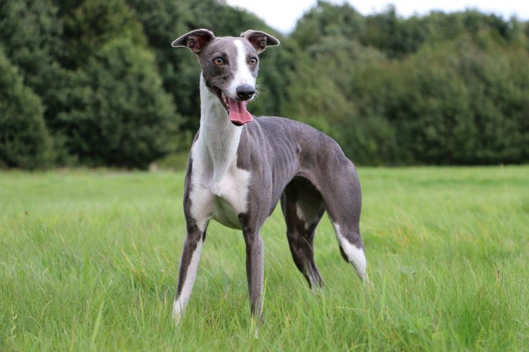 whippet portrait chien lévrier italien race nature herbe