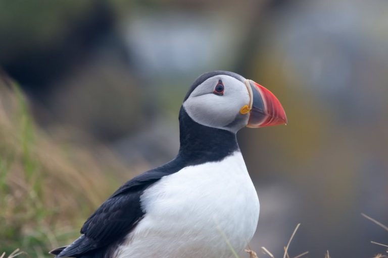 macareux moine oiseau marin tête portrait bec