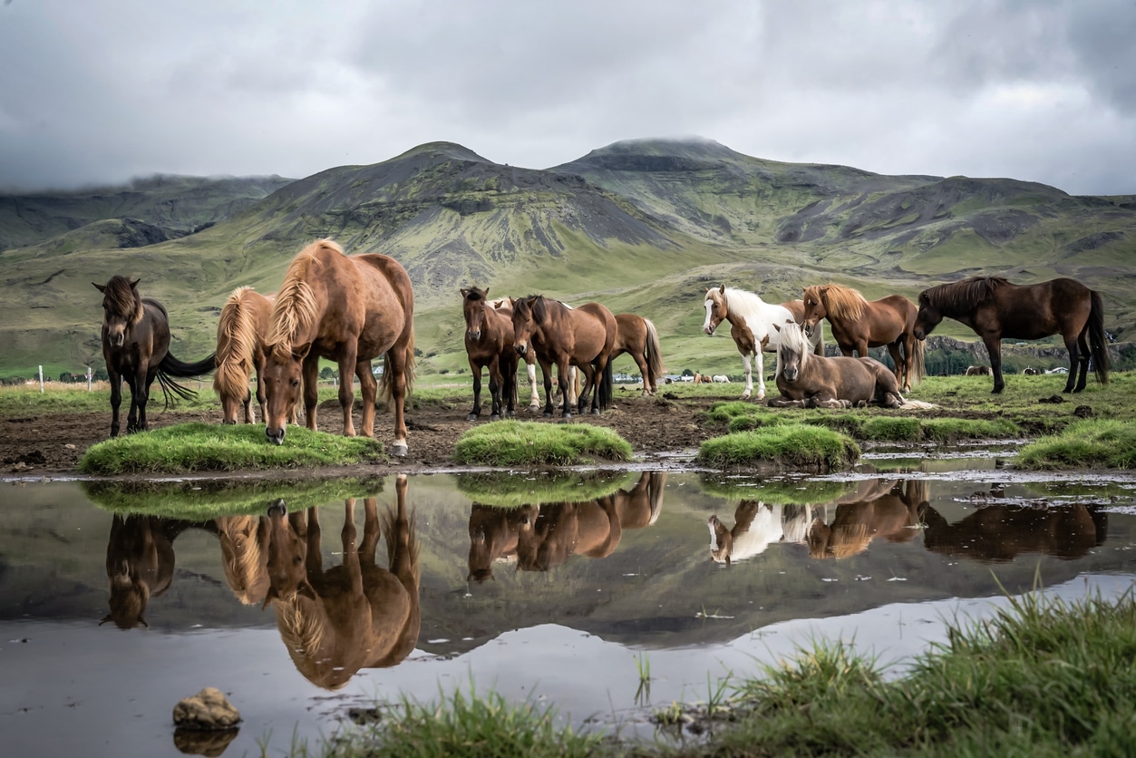 troupeau chevaux islandais lac Islande nature sauvage