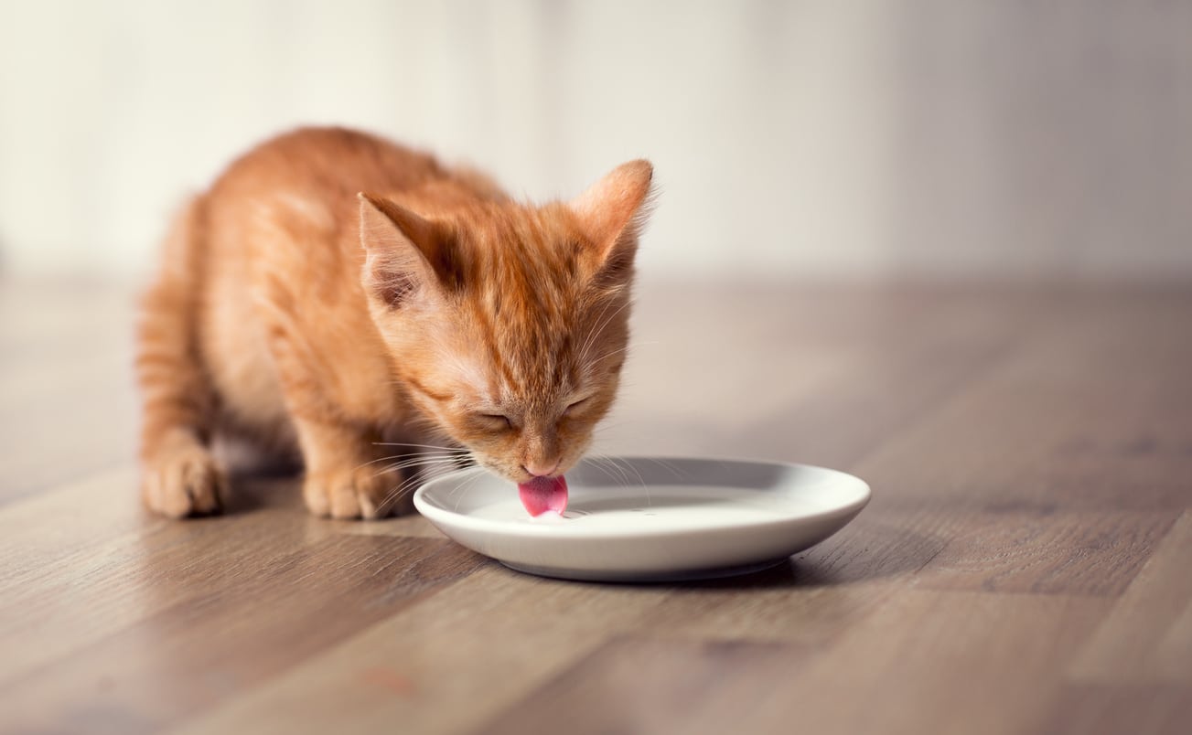 chat boire eau chaton gamelle
