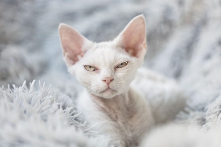 chat race Devon Rex blanc portrait félin