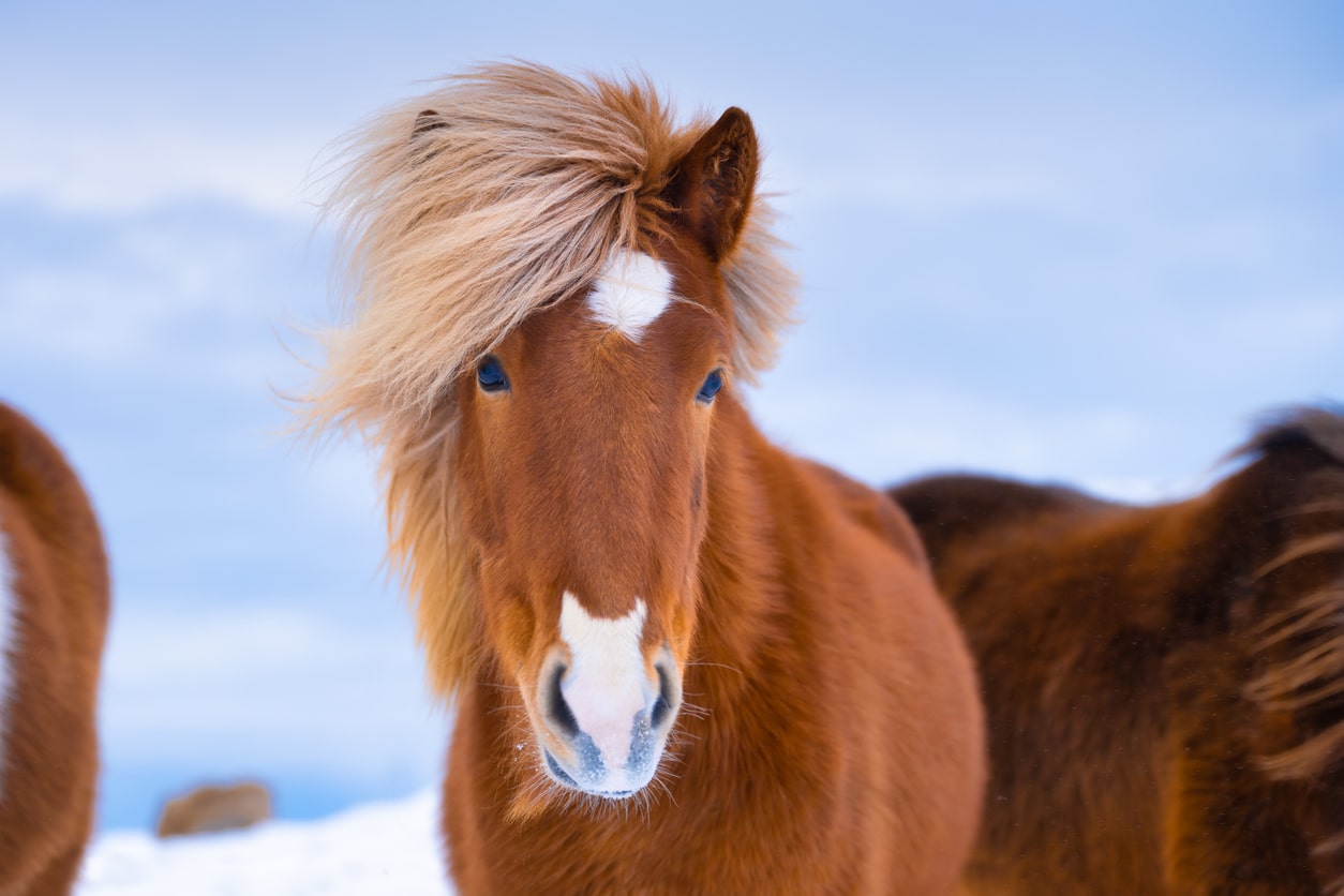 cheval Islande neige poney race islandaise