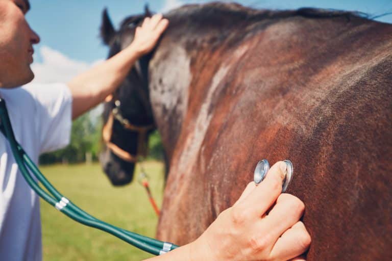 cheval malade vétérinaire ausculter