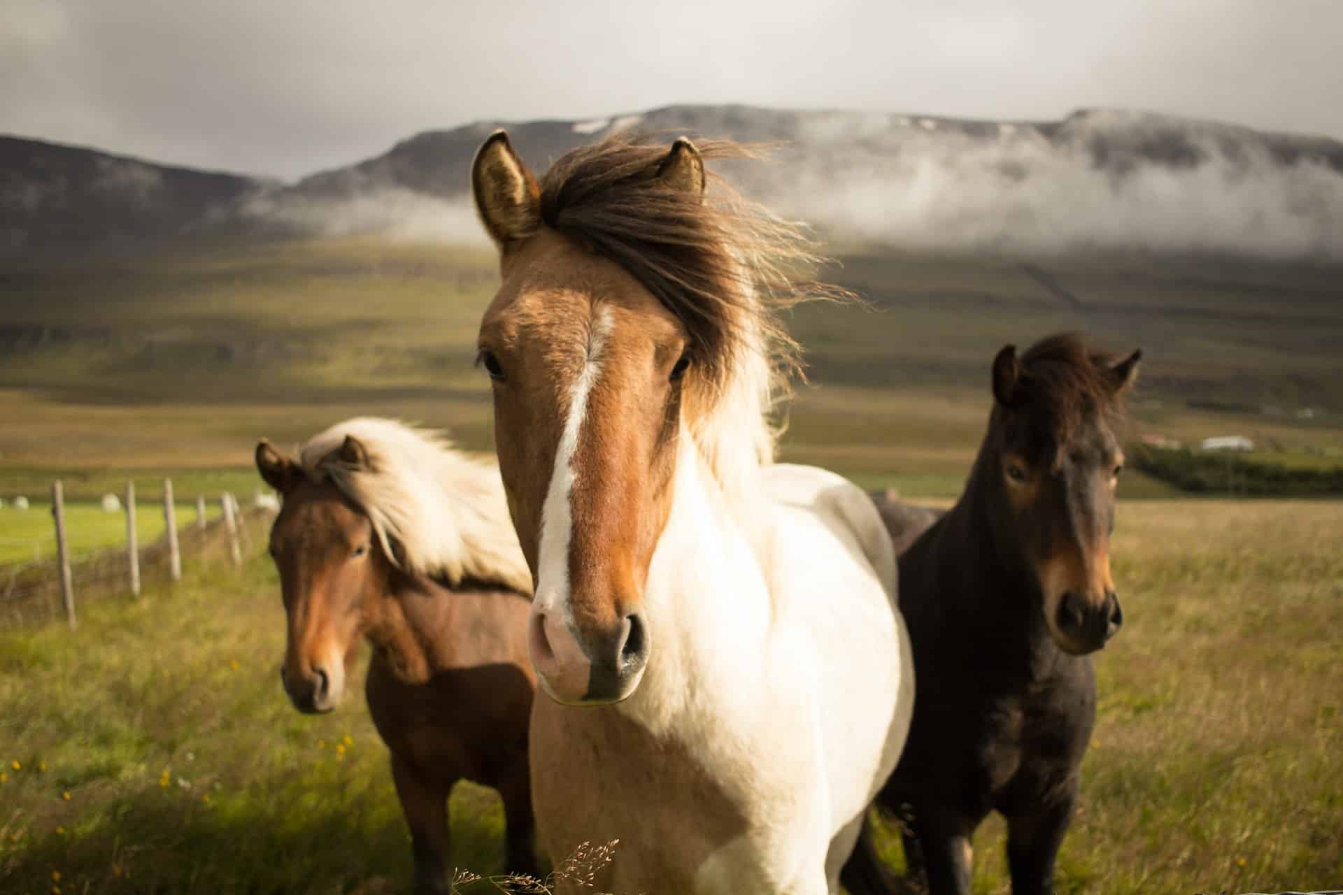 chevaux islandais Islande poneys nature sauvage liberté