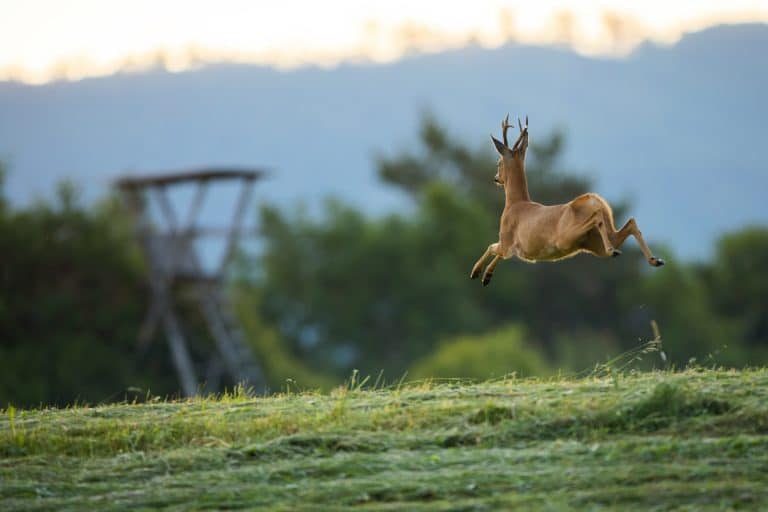 chasse cerf chasseur chevreuil nature