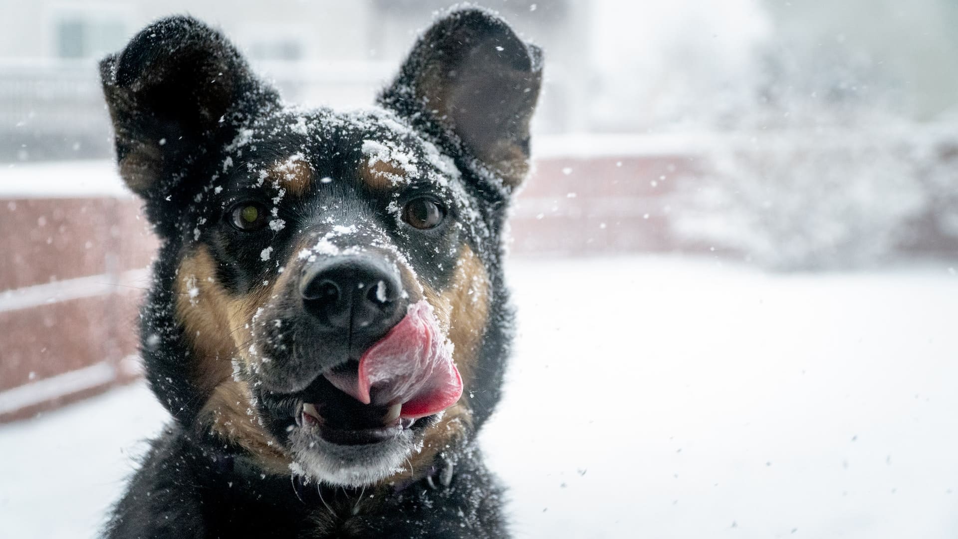 chien neige froid manger lécher babines hiver