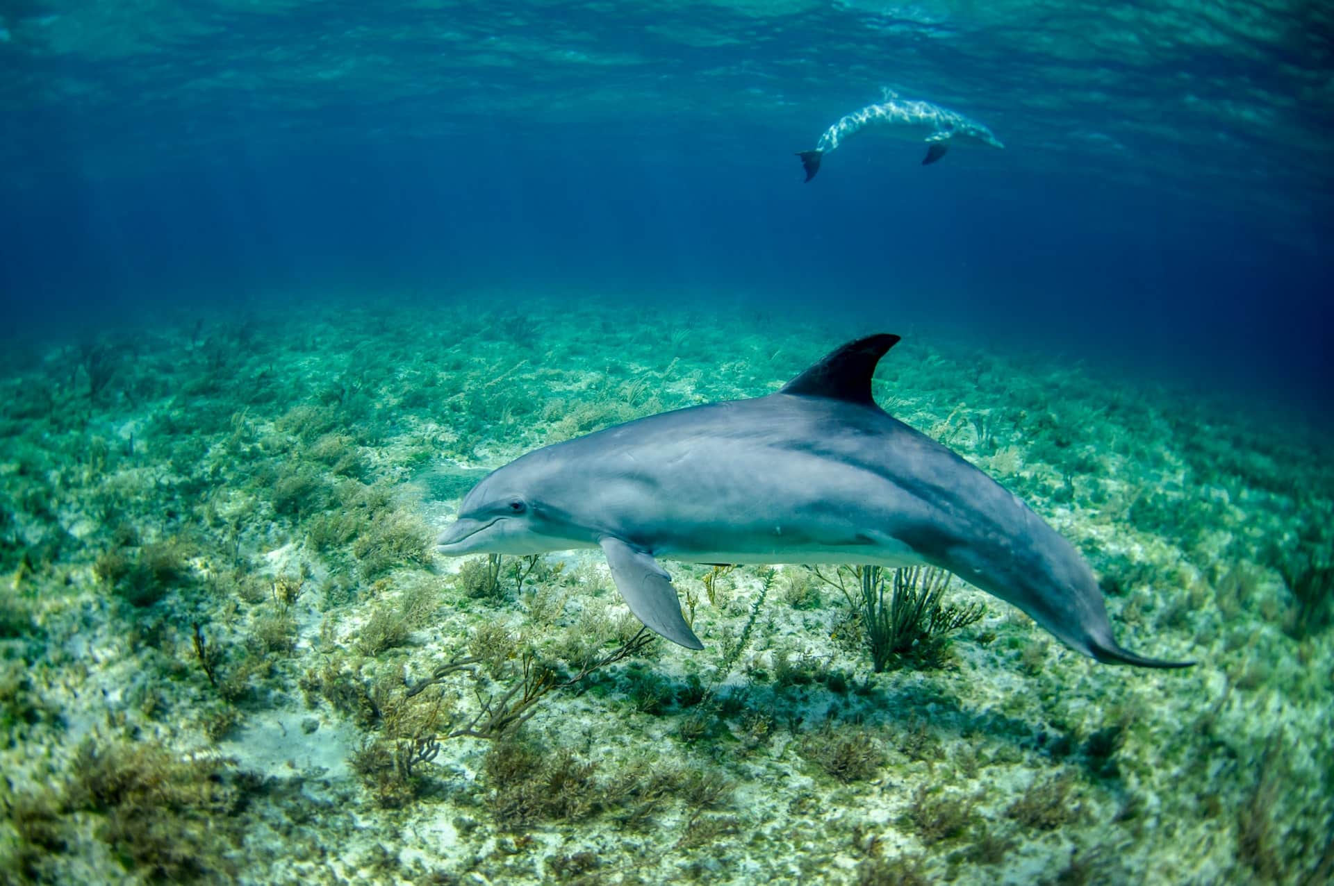 dauphin espèce eau mer chasser