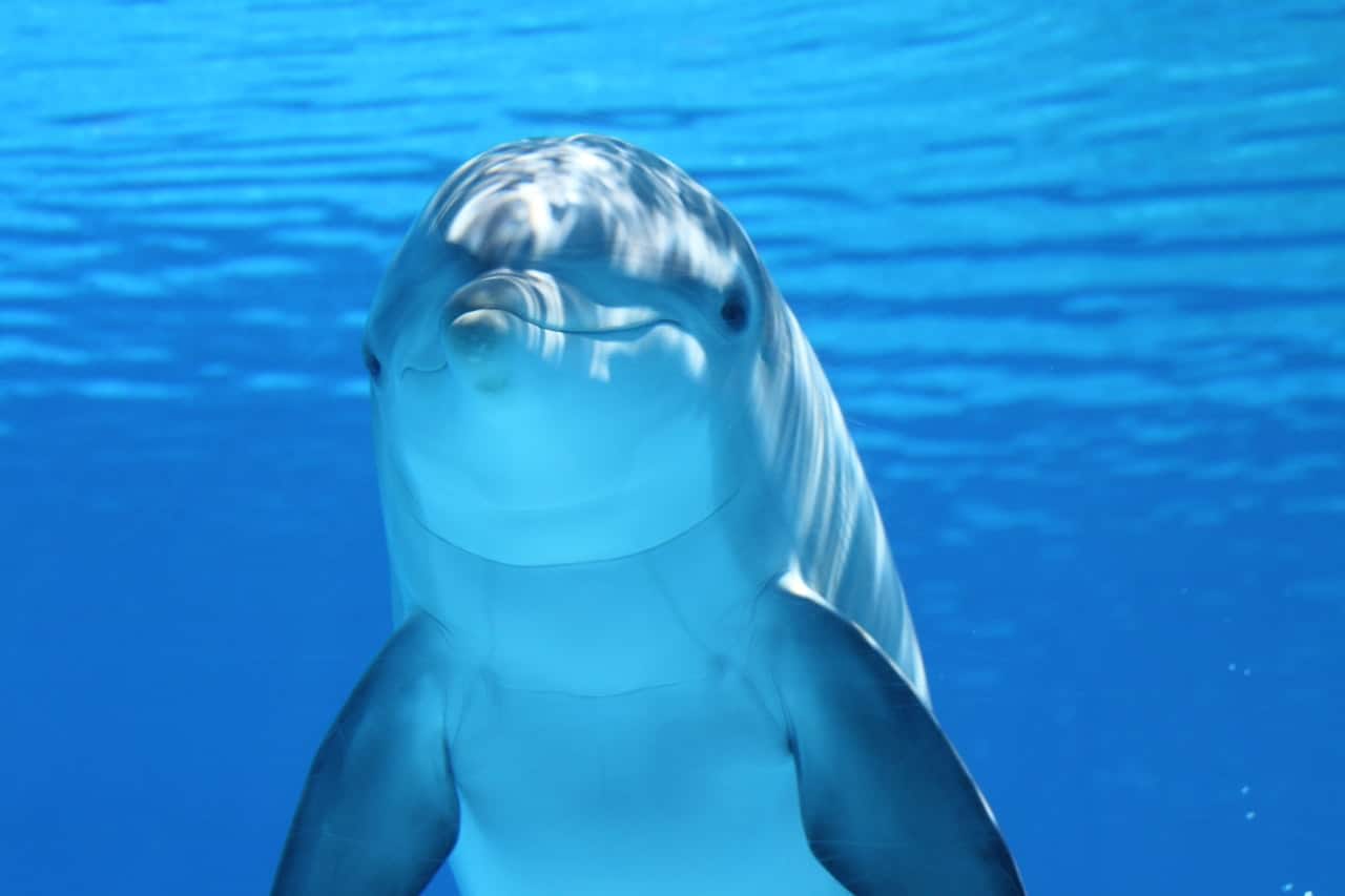dauphin mammifère marin eau tête