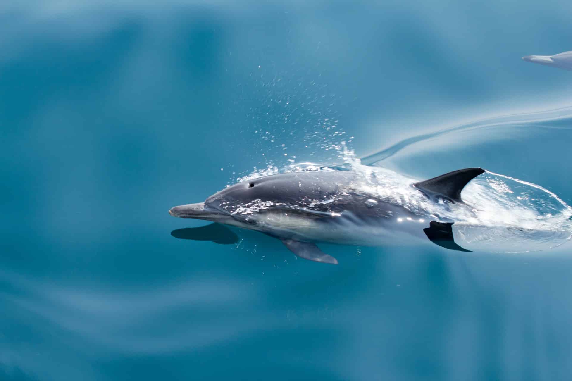 dauphin nager mer eau animal marin