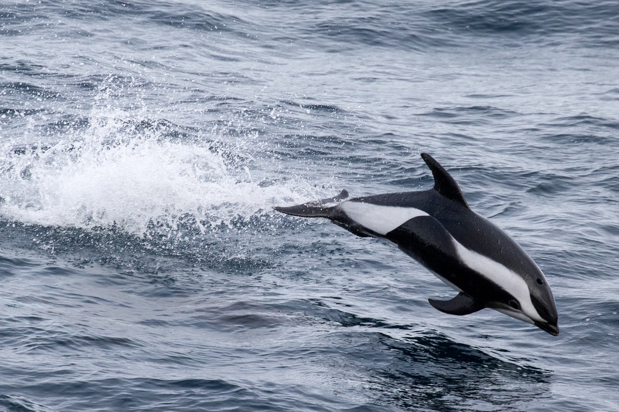 dauphin sablier noir et blanc espèce mer sauter océan