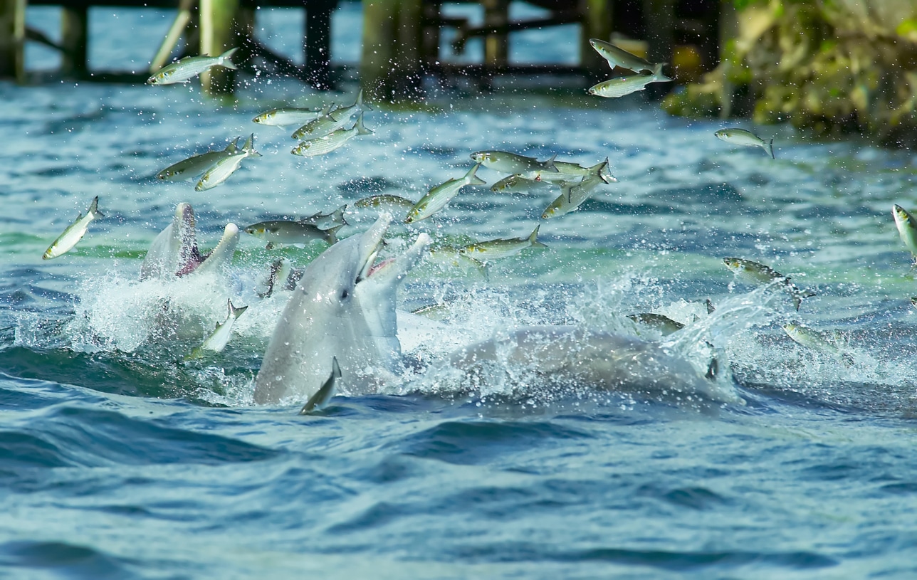 dauphins bancs poissons manger mer proies
