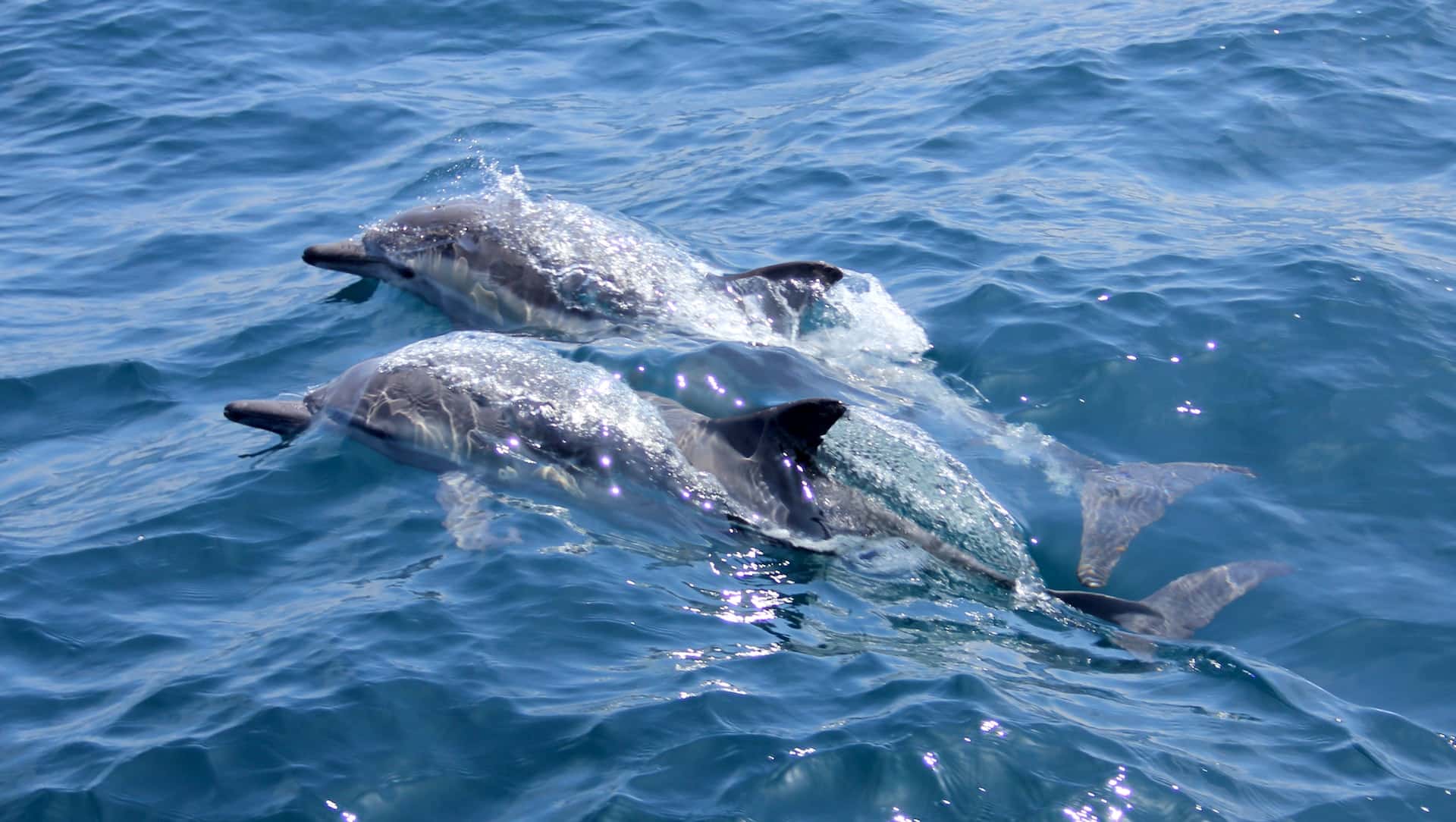 dauphins nager groupe mer eau bateau