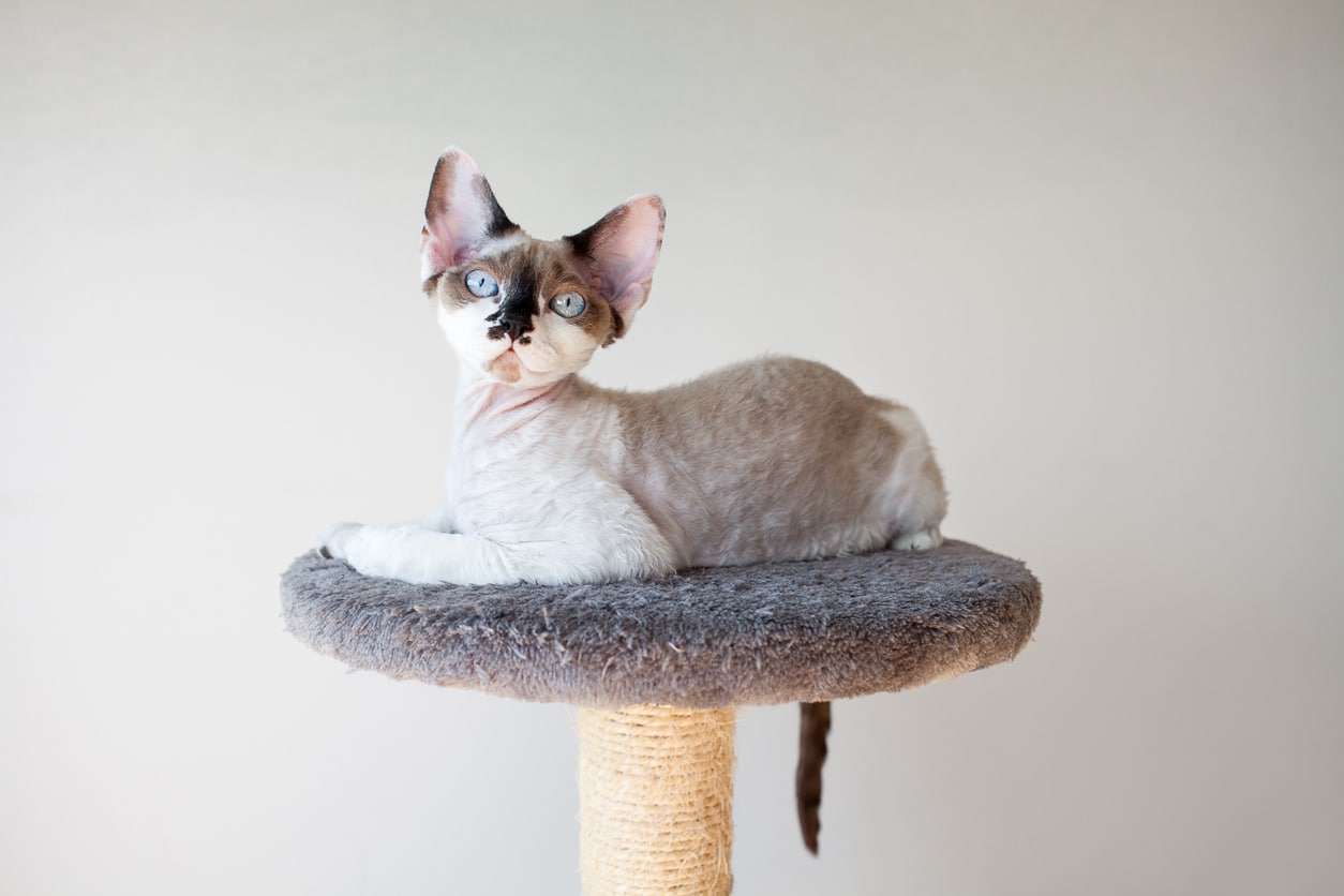 devon rex chat sans poils assis race