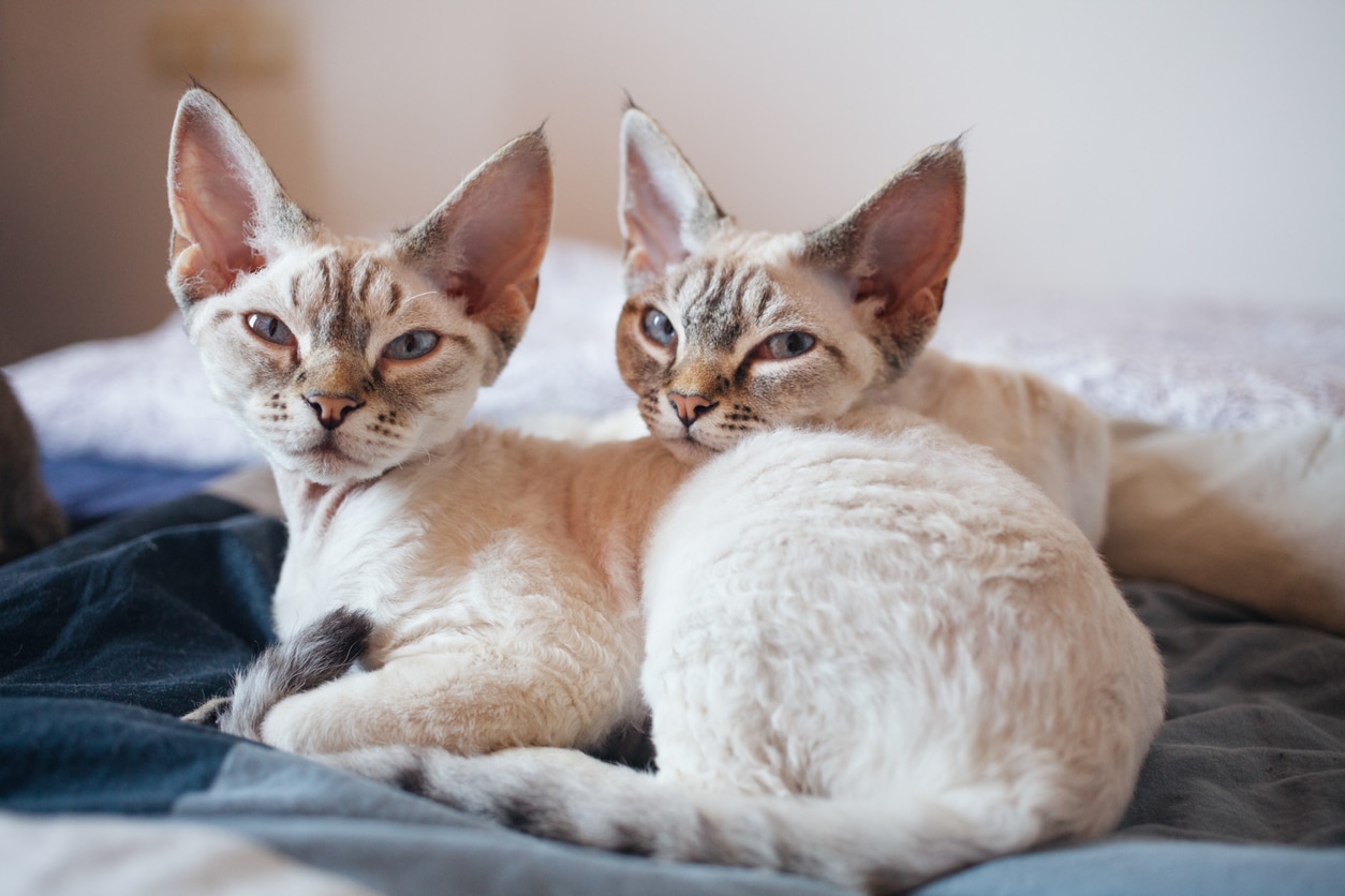 chats race devon Rex chatons couchés lit