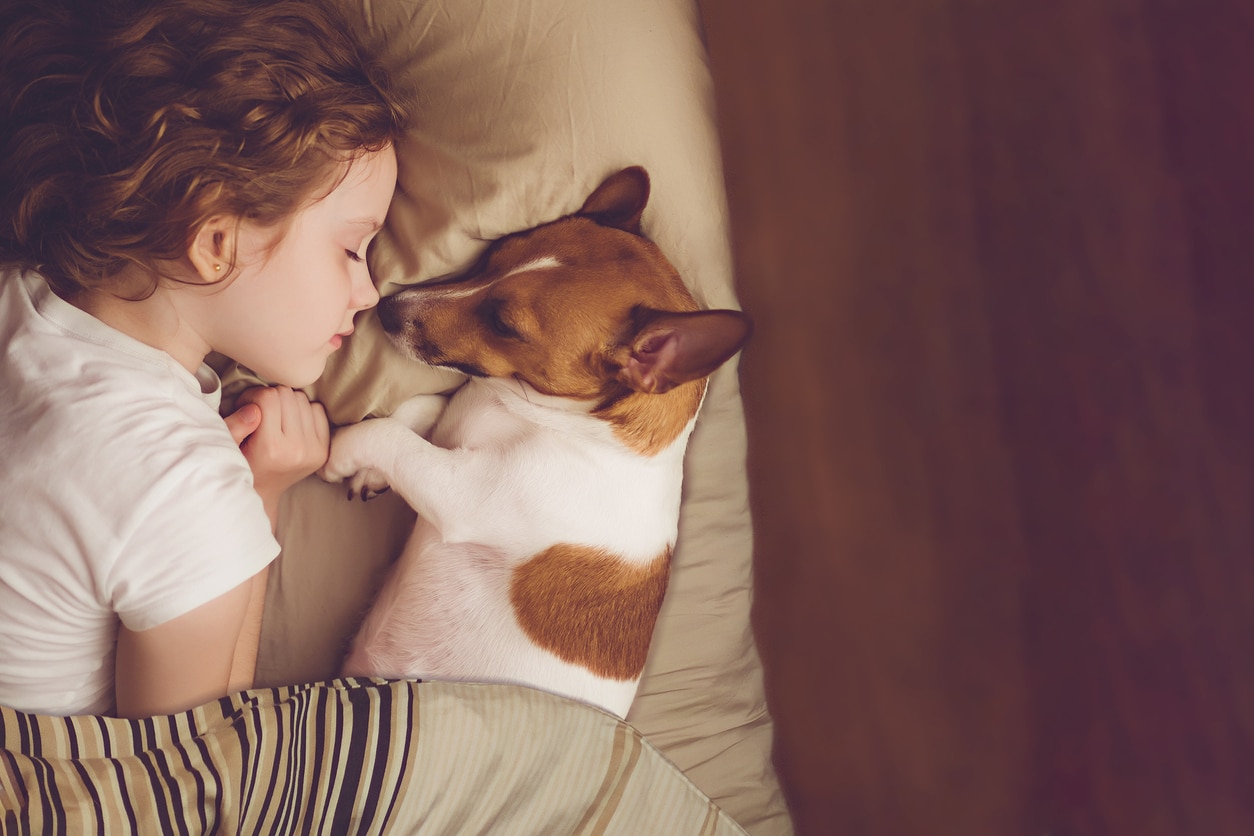 enfant chien animal de compagnie lit