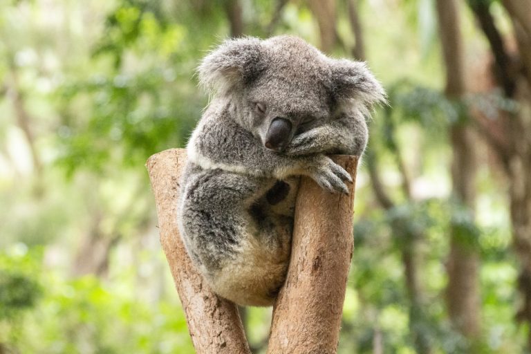 koala arbre dormir animal sauvage australien