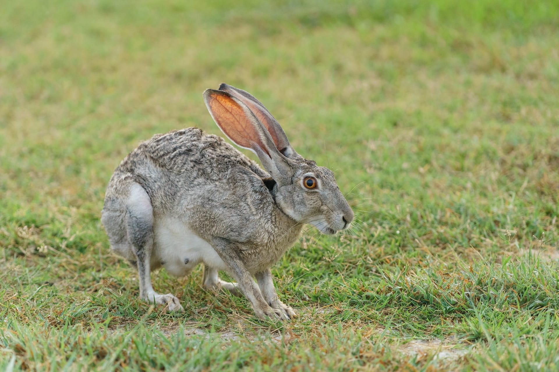 espèce lièvre américain animal sauvage