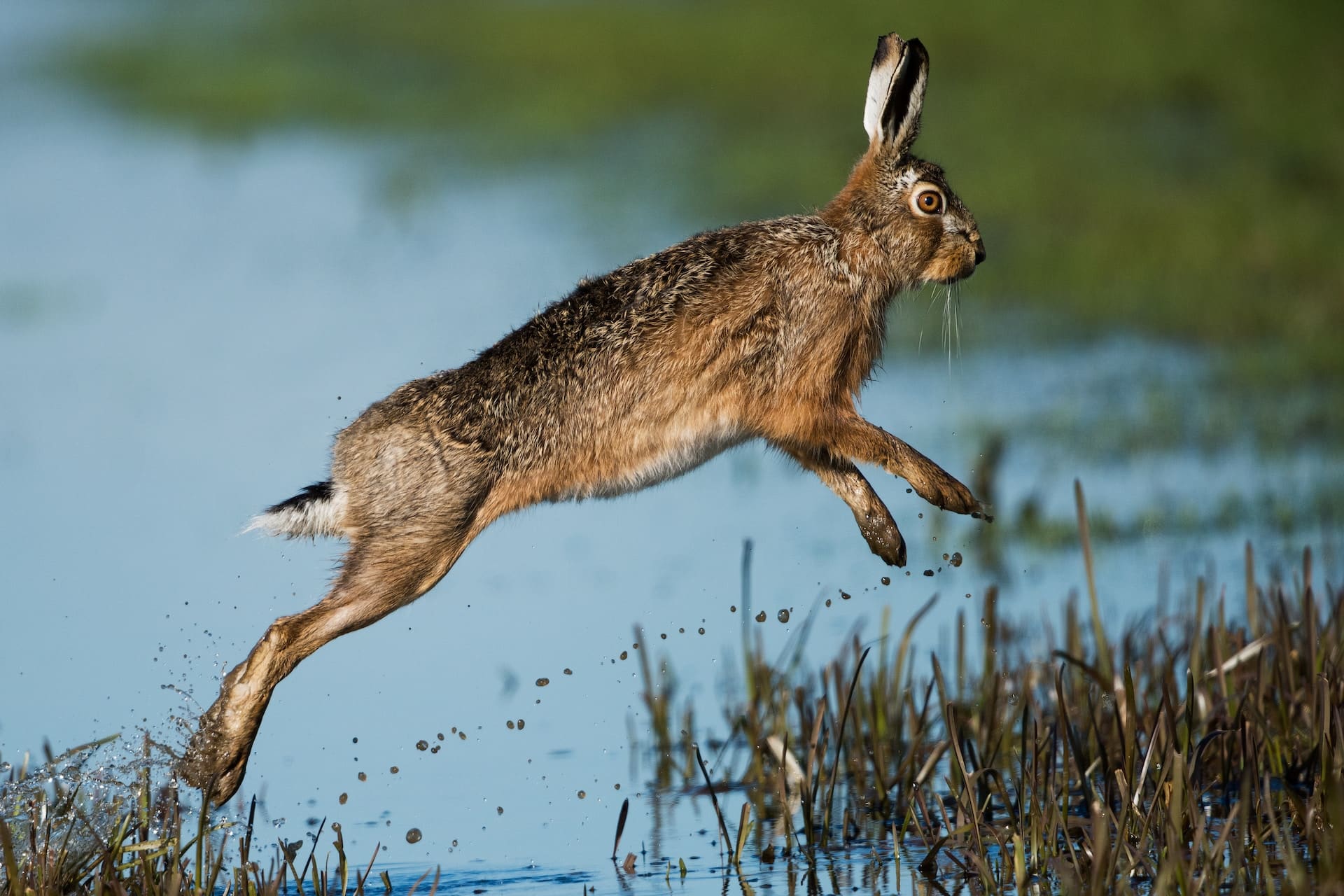 lièvre bond sauter lac rivière lapin