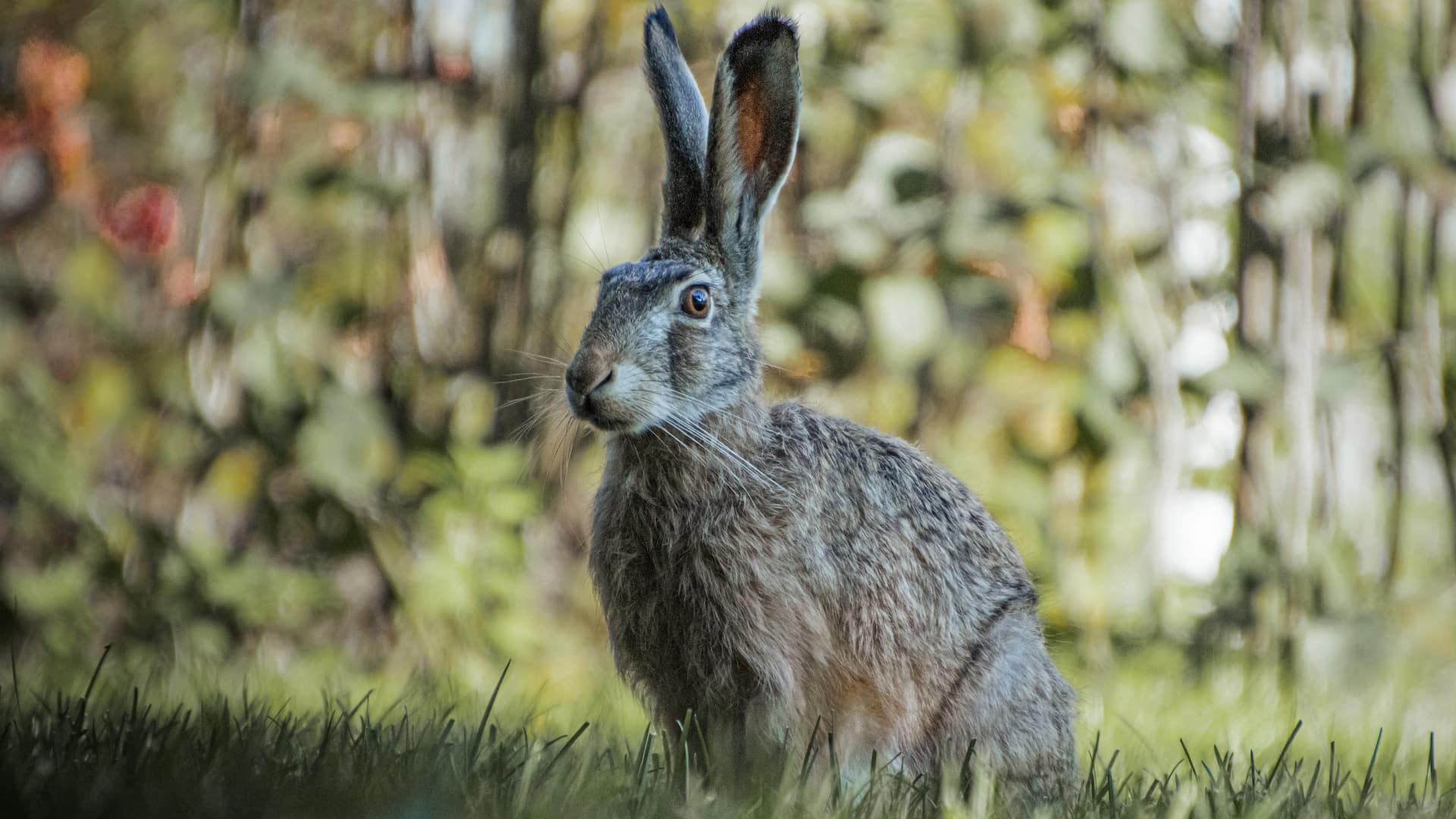 lièvre gros lapin sauvage oreilles