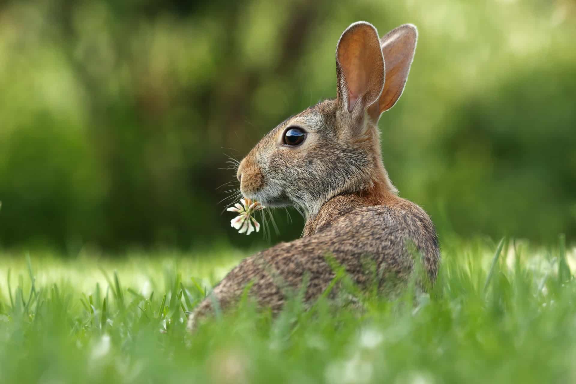 lapins manger herbe sauvage