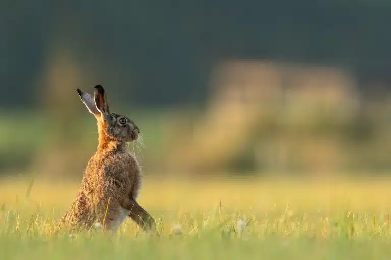 lièvre sauvage lapin debout nature