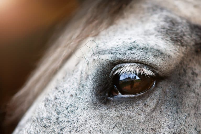 oeil cheval gris paupière regard