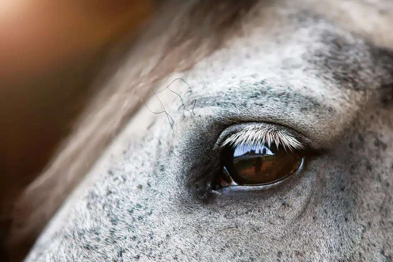 Conjonctivite chez le cheval : comment prévenir et guérir cette pathologie ?