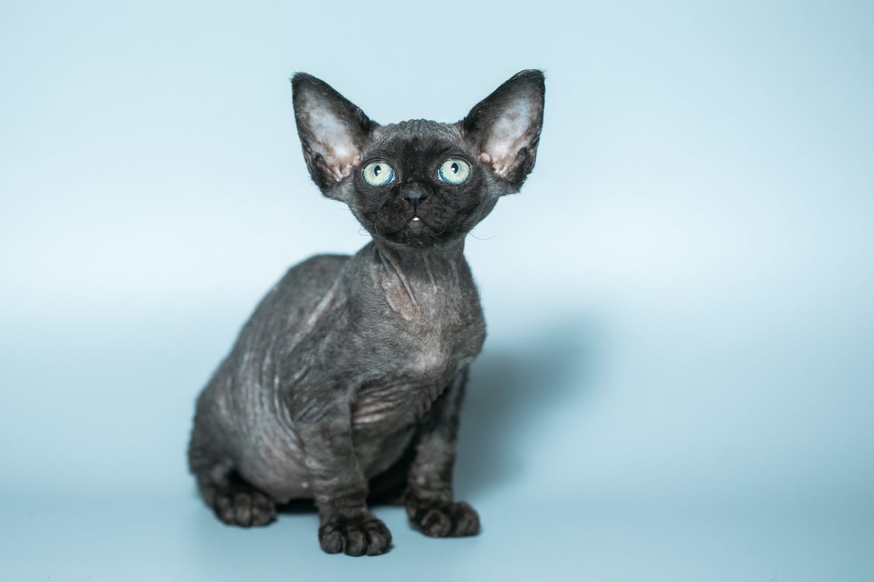 chat Devon Rex noir race assis animal de compagnie