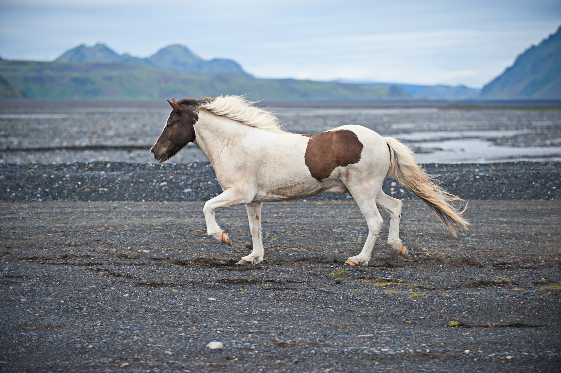 tolt cheval islandais trot allure amble Islande sable noir