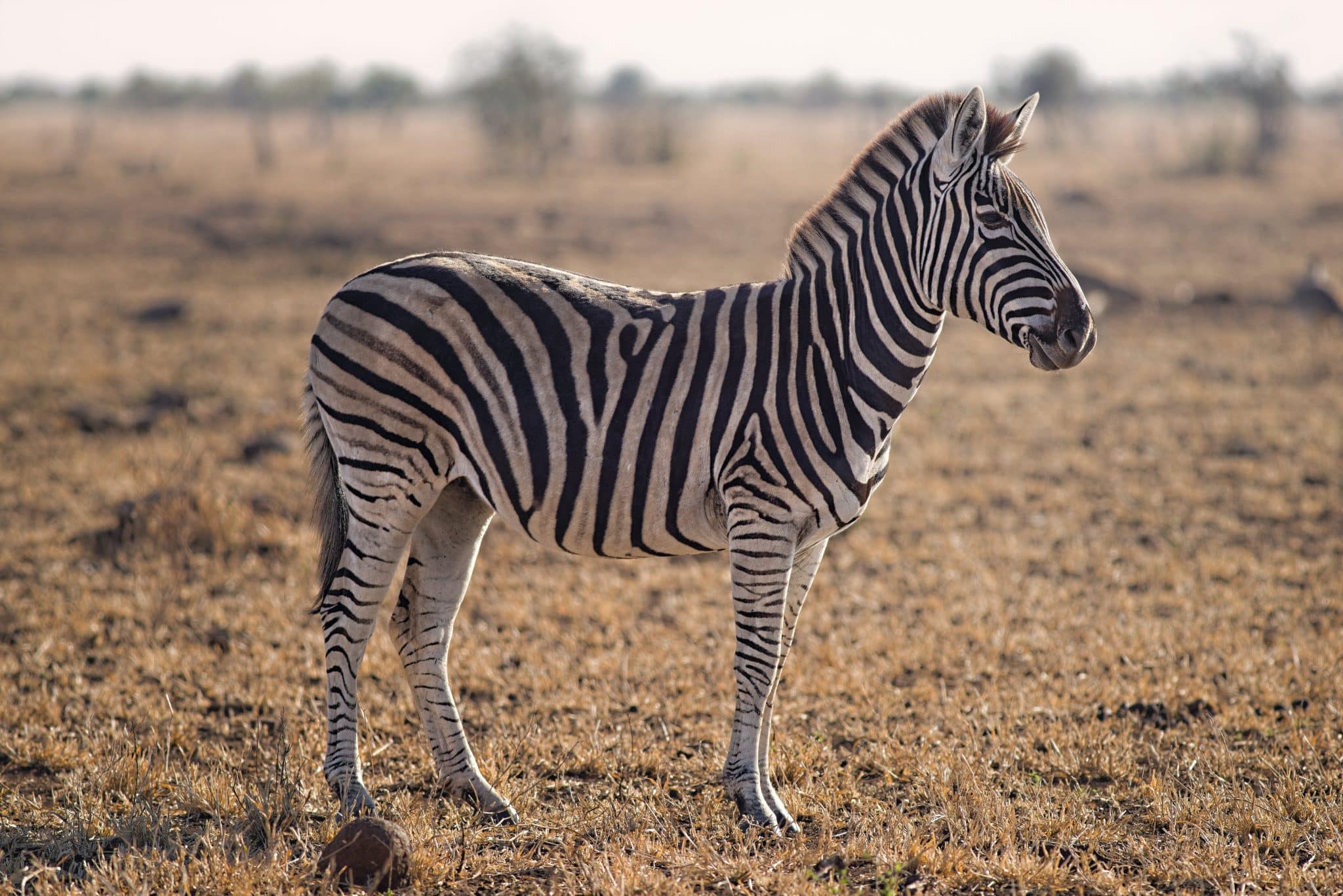 zèbre équidé savane Afrique