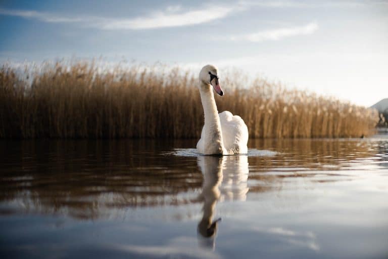 cygne oiseau lac marais étang