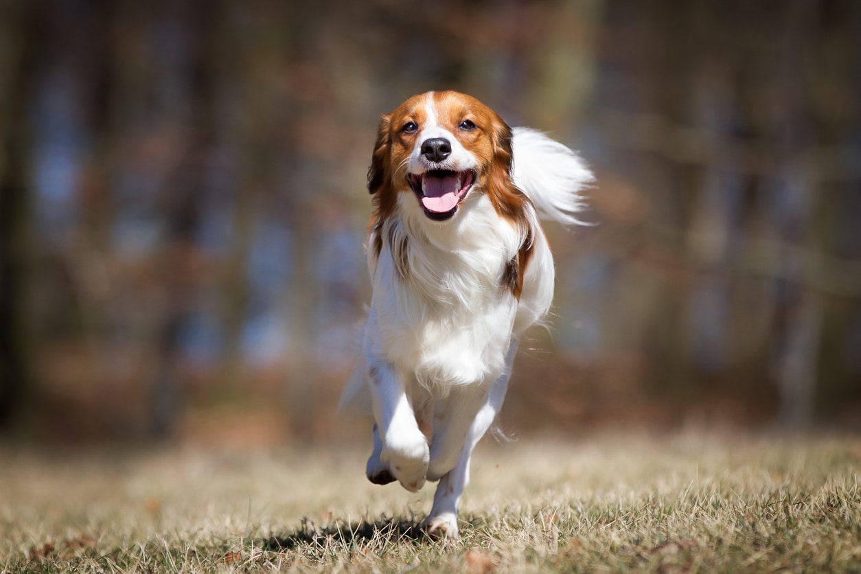 chien courir nature race poils longs