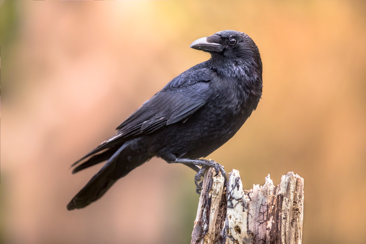 corbeau corneille oiseau noir perché arbre