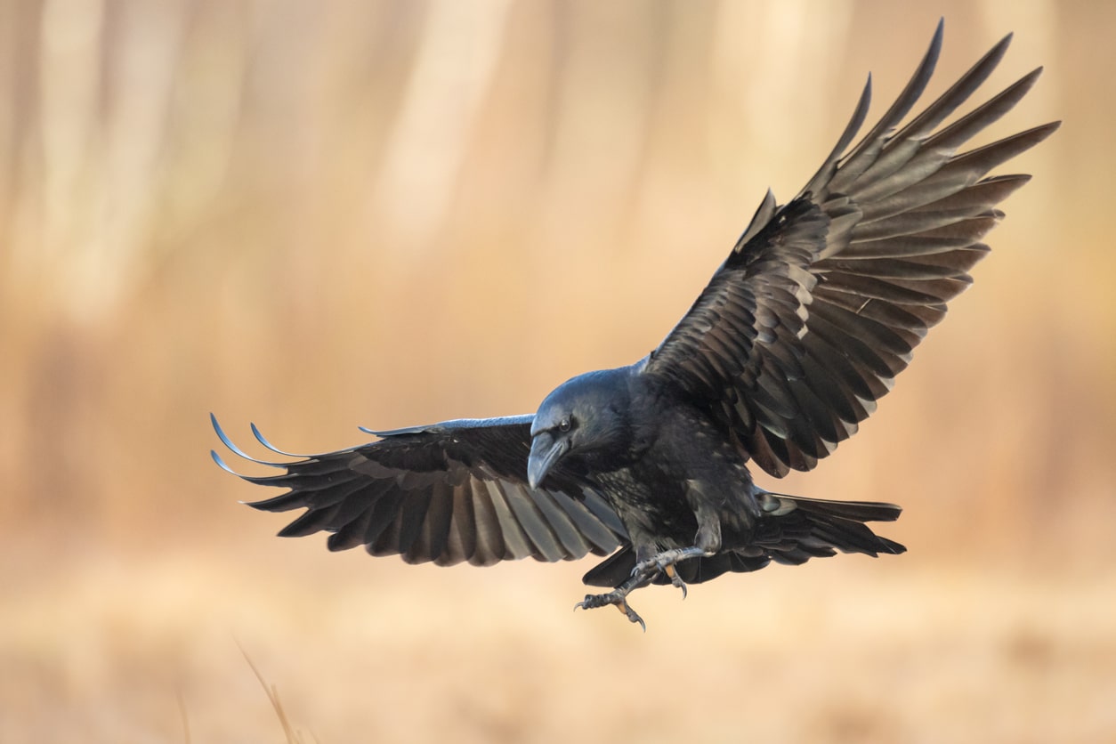 corbeau oiseau noir voler ailes