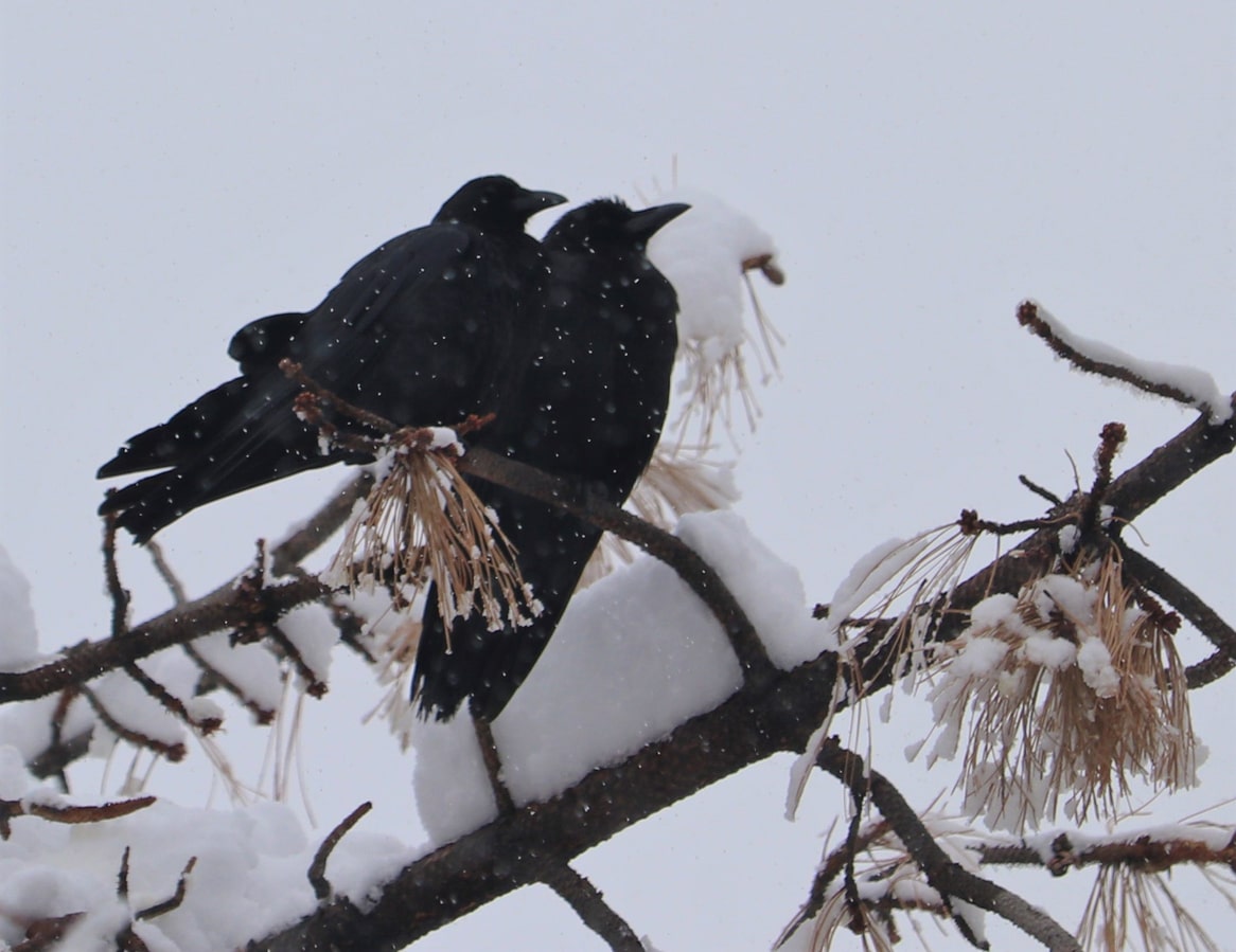 couple de corbeaux corneilles oiseaux noirs neige branche arbre