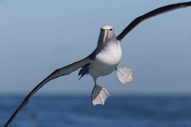 albatros oiseau de mer pélagique voler océan ailes