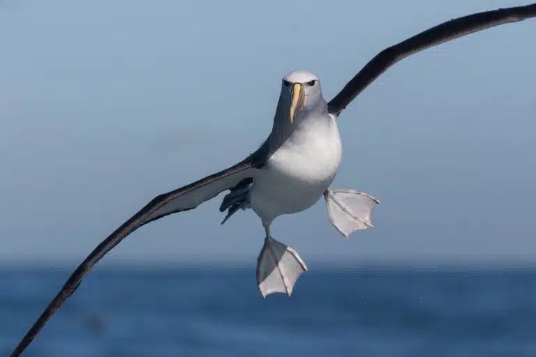 albatros oiseau de mer pélagique voler océan ailes