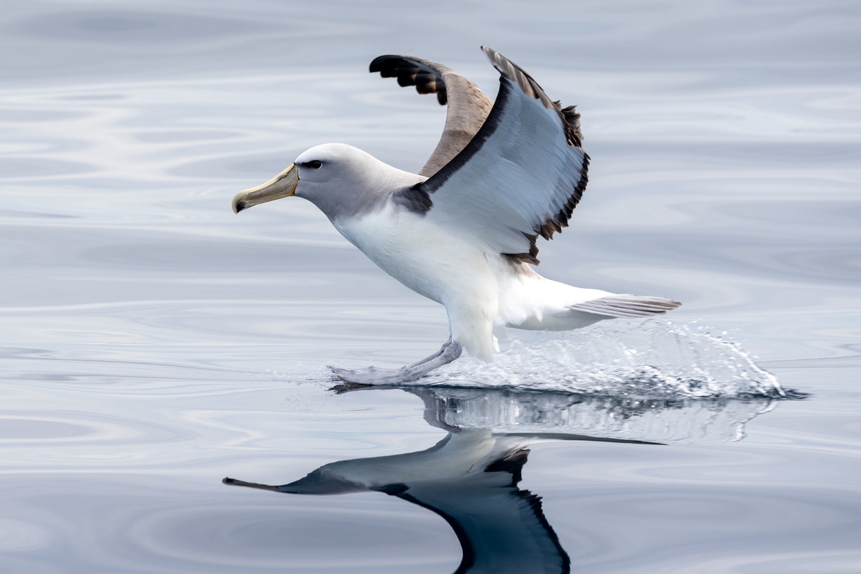 albatros oiseau mer atterrir eau ailes voler océan