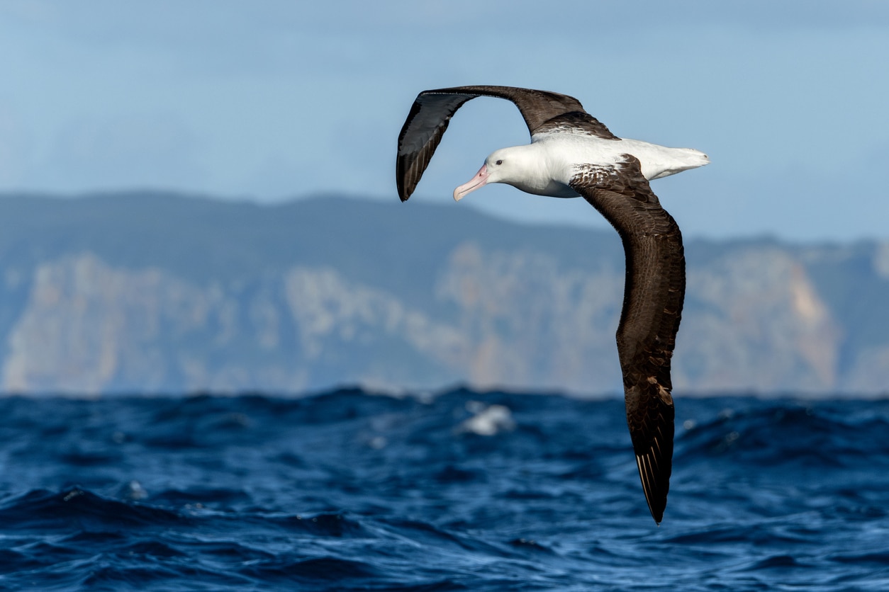 albatros oiseau recherche nourriture mer voler ailes océan