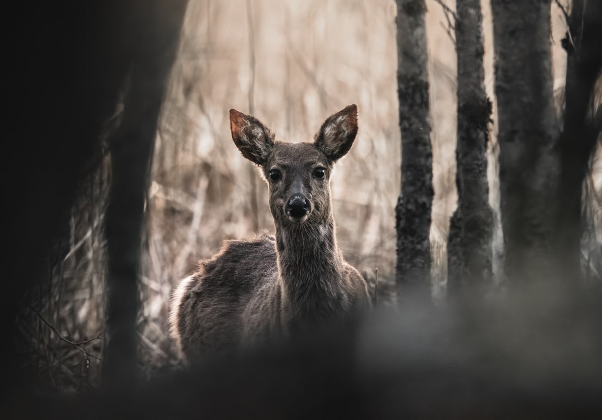 biche chevreuil animal sauvage chasse forêt conséquences